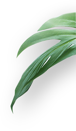 進(jìn)口除甲醛產(chǎn)品 進(jìn)口除甲醛產(chǎn)品